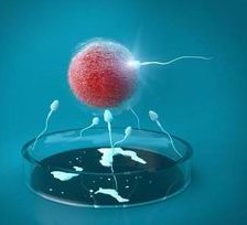 不是一级优质胚胎能培育成囊胚并成功着床吗？